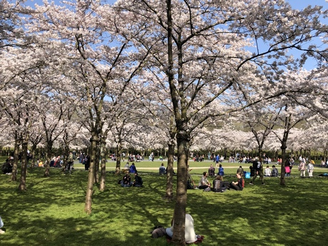 Japanse bloesem