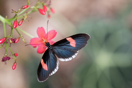 Vlinder en bloem 