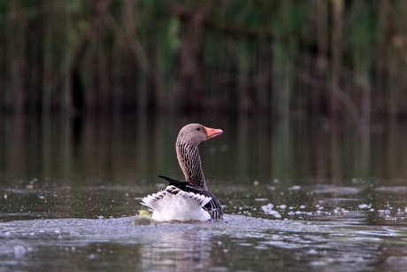 Moedergans met ganzenkuiken