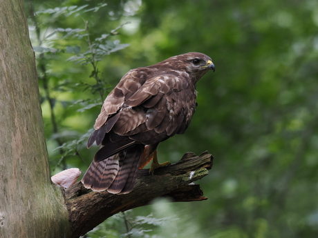 Buizerd