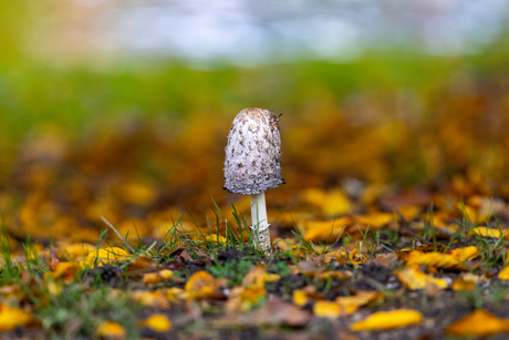 Alleen staande paddenstoel 