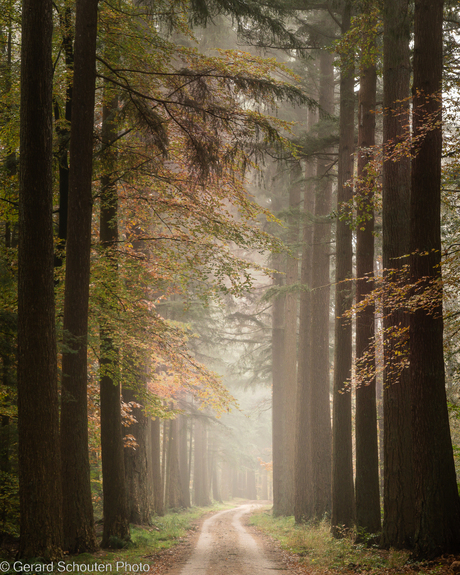 Herfstlaan