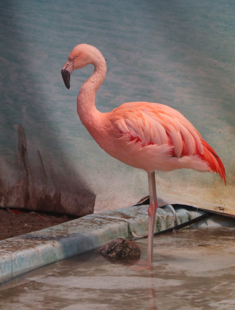 Flamingo 