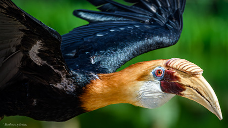 Neushoorn Toekan in vlucht