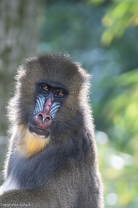 mandril 