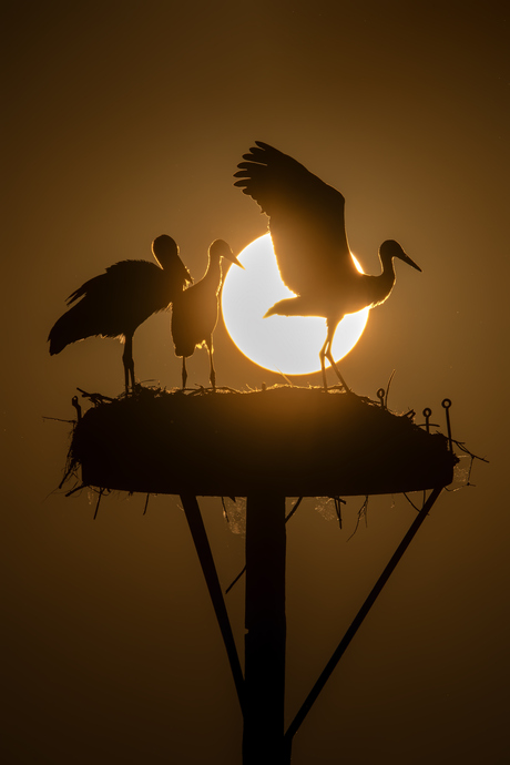Zonsondergang bij de Ooievaars.