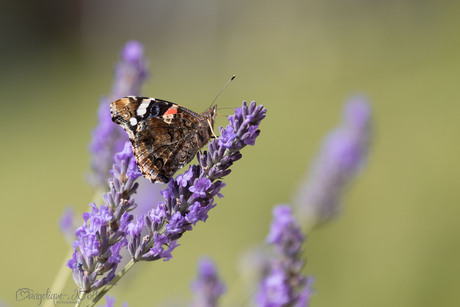 Lavendel