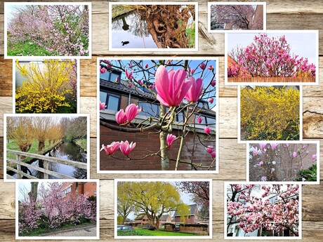 Collage   Naaldwijk   LENTE GEVOEL  in de wijk Opstal en Woerdblok  fotos 17 tm 20 feb 2024 