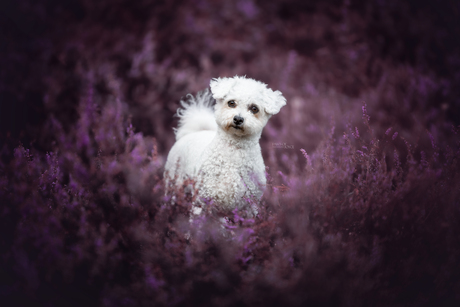 Little White Wonder tussen het paars