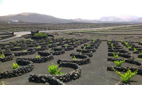 Wijnvelden Lanzarote