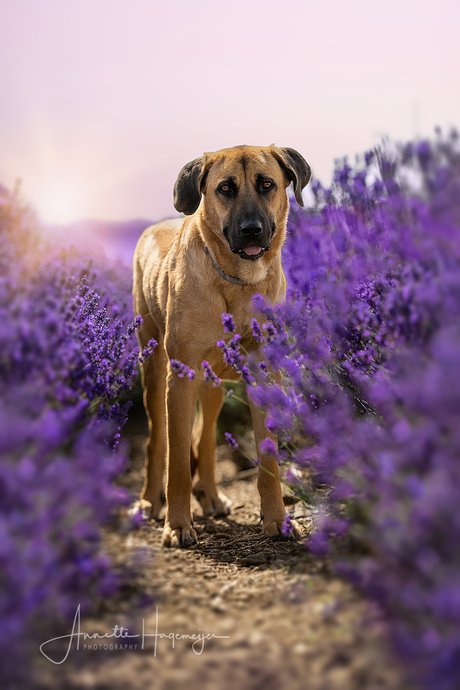 Hond tussen de lavendel