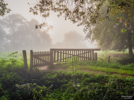 Vanmorgen mist in het Midwolderbos.