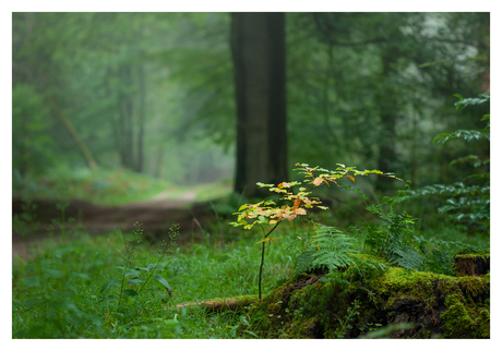 Herfsttak in zomerbos