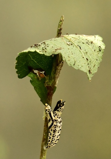 Gestippelde houtvlinder