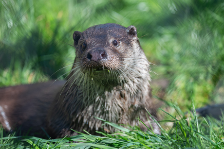 Otter