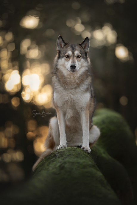 Wolfhond in het bos
