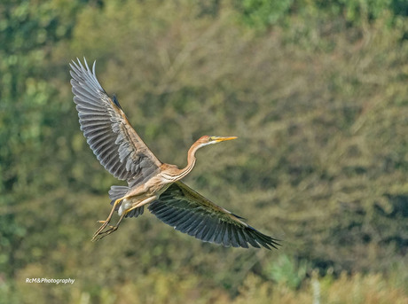 De purperreiger.