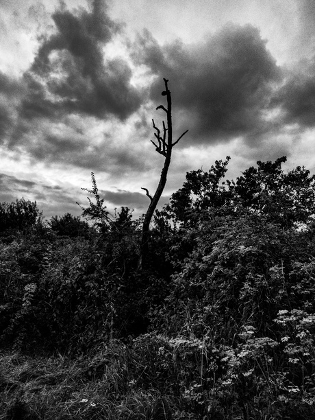 Middagwandeling zomer 2021