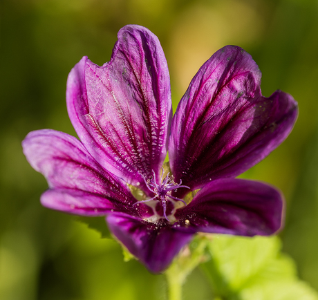 Kleinbloemig Kaasjeskruid (2/3)