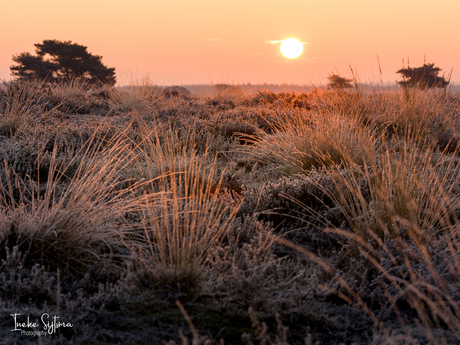 Zonsopkomt op een bevroren heide