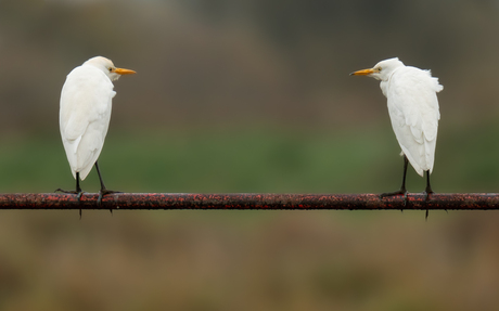 Theekransje op de zaterdagochtend