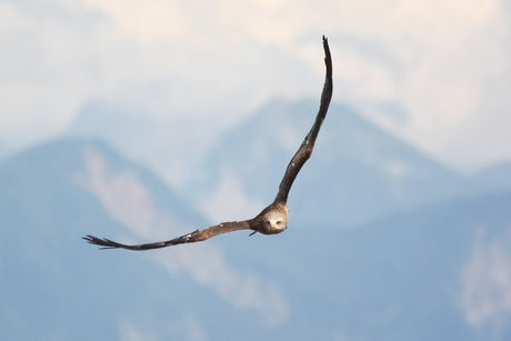 Roofvogel met bergen op de achtergrond