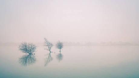 3 bomen in de mist