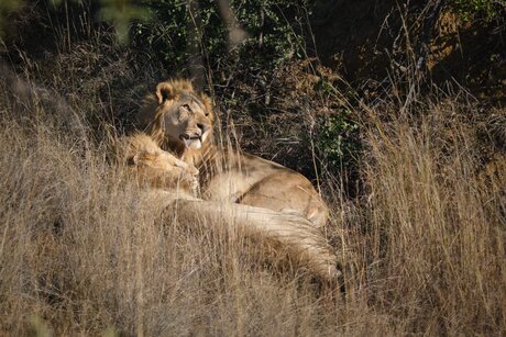Two lion brothers - Pilanesberg