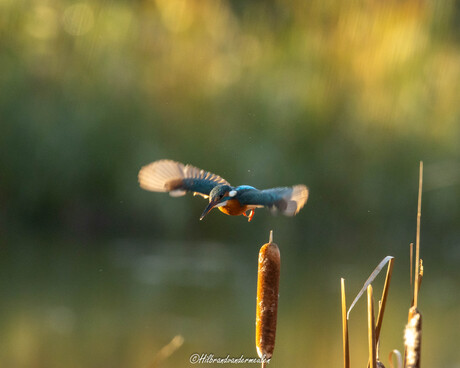 IJsvogel duikt richting zijn prooi.