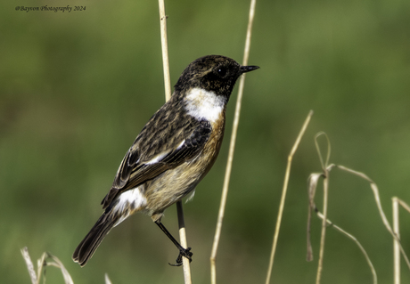 Mannelijke roodborsttapuit