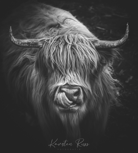 Portret van de Schotse Hooglander