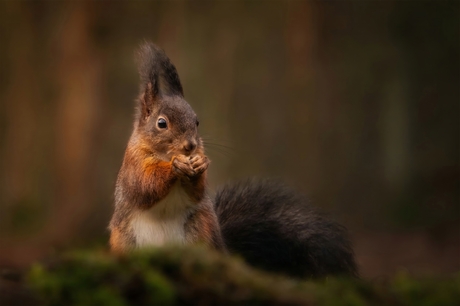 In het donkere bos...