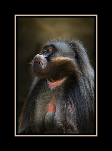 Mr Gelada