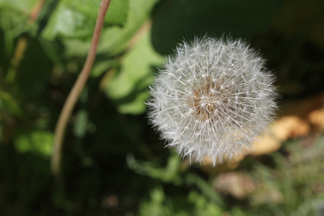 Een paardenbloempluis
