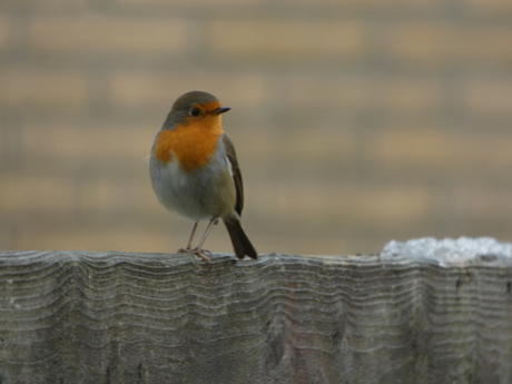 Roodborst