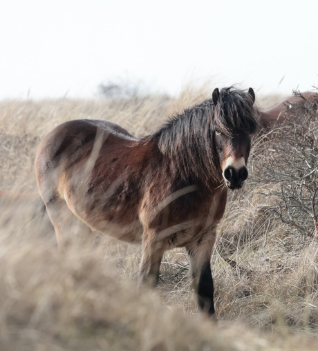 Paarden van Ameland 