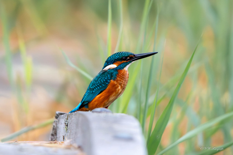 Ijsvogel