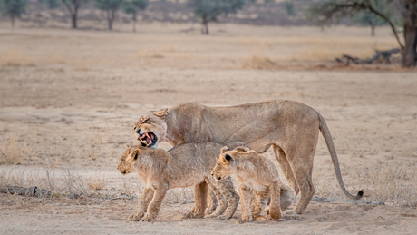 Moeder leeuw met haar cubs 