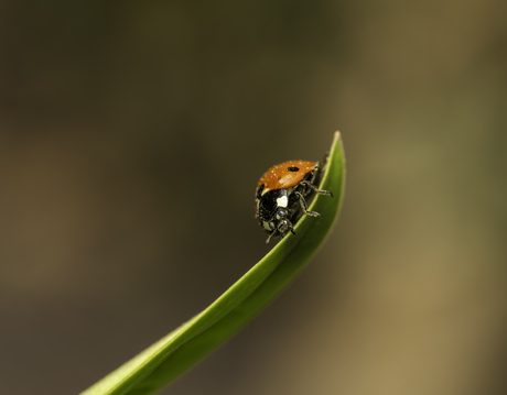 Stoffig na de winterslaap