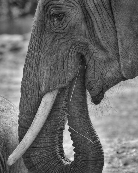 Olifant 