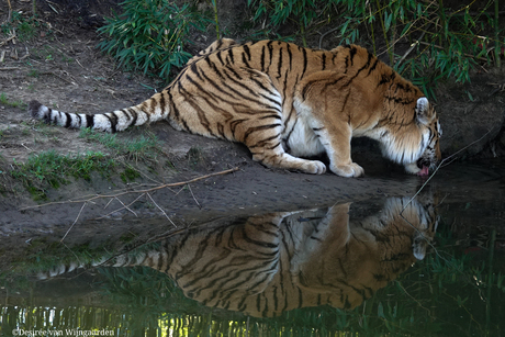 Drinkende tijger