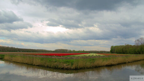 Tulpenveld