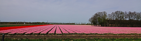 Het is weer tijd voor de tulpen