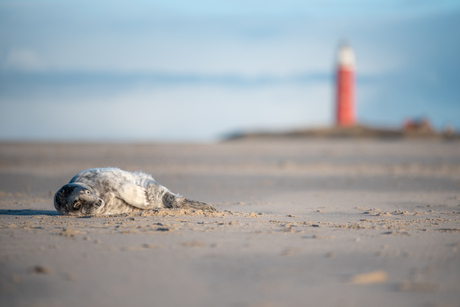 Jonge grijze zeehond op het strand van Texel
