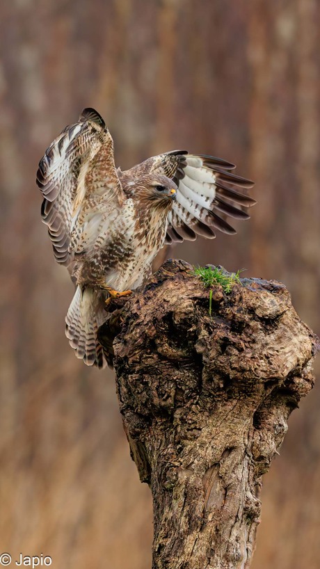 Buizerd landt op boomstronk.