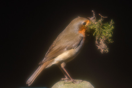 roodborst aan het werk