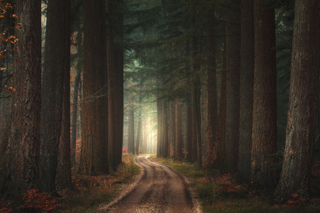 Fairytale path