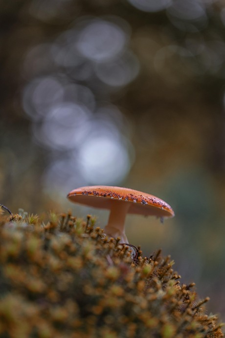 Rood … zonder stippen 