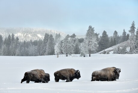 Bison Herd