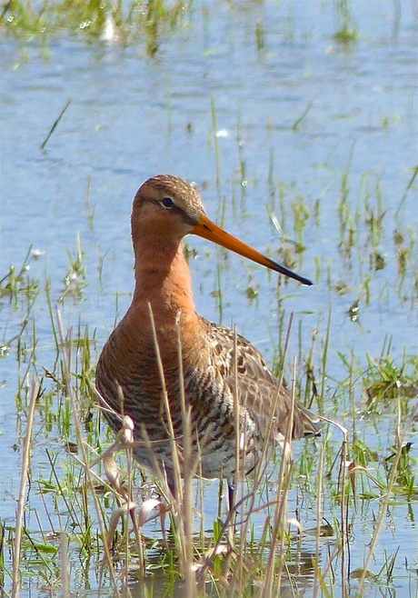 Onze nationale vogel